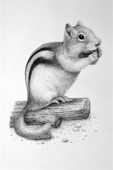 animals pencil drawing images|40 Easy Animal Drawing Ideas (Cute Animals to Draw).